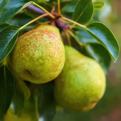 Orchard Pear
