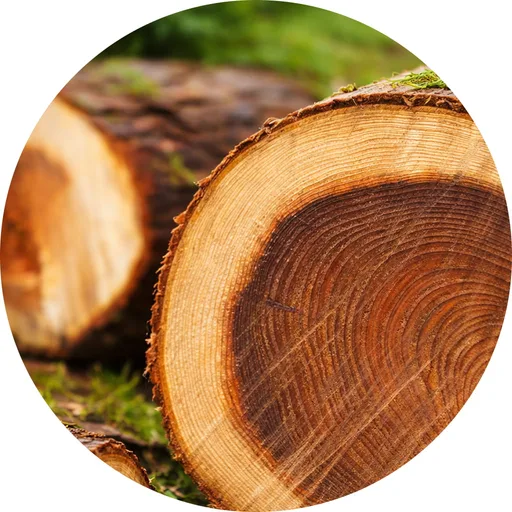 Cedar Element
