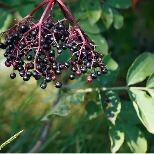 Respect Your Elderberries