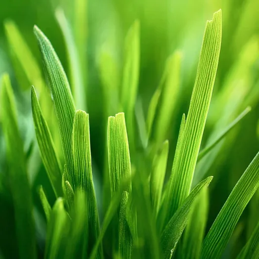 Fresh Cut Grass