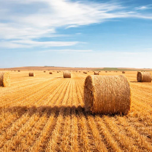 Brome Hay