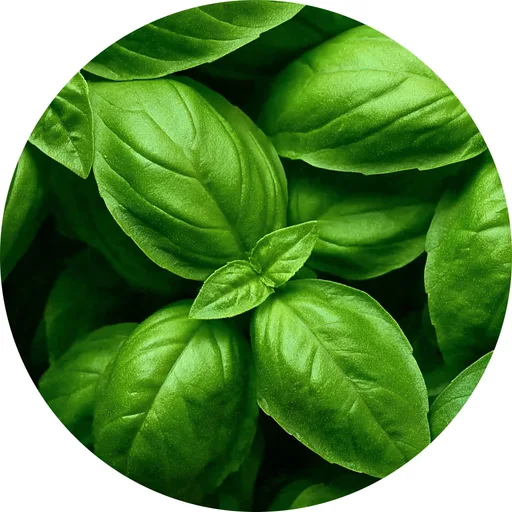 Basil Element