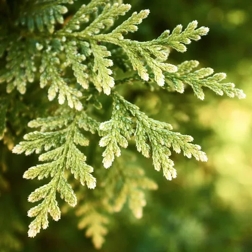 Cypress and Bayberry