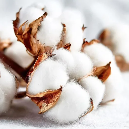 Clean Cotton