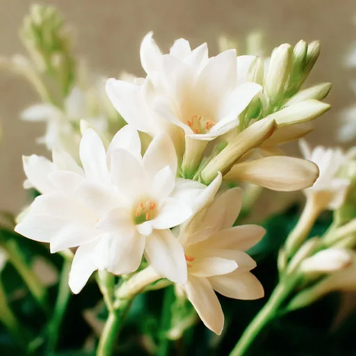 SPANISH TUBEROSE