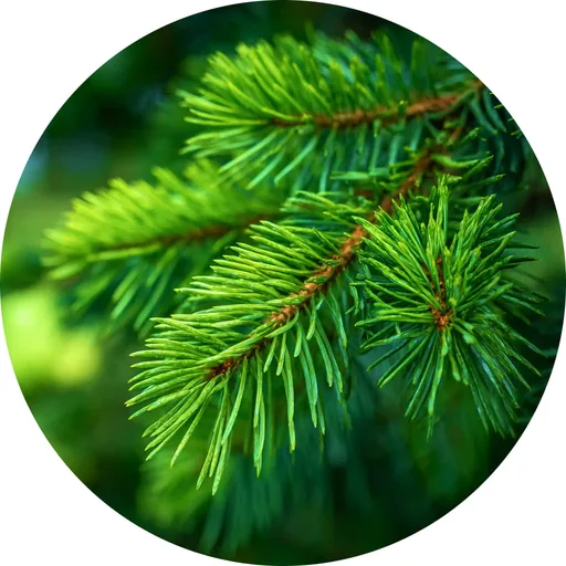 Pine Element