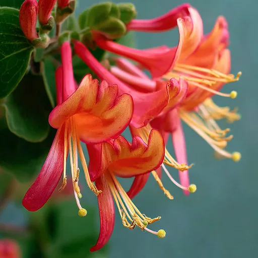 Wild Honeysuckle