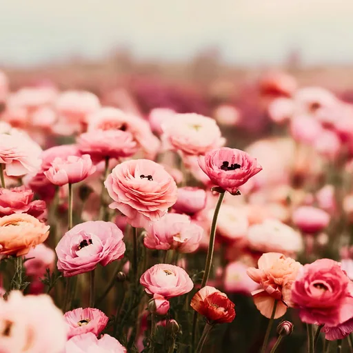 FEMME FLORAL