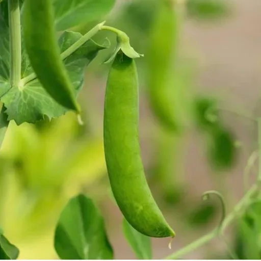 Sugar Snap Pea