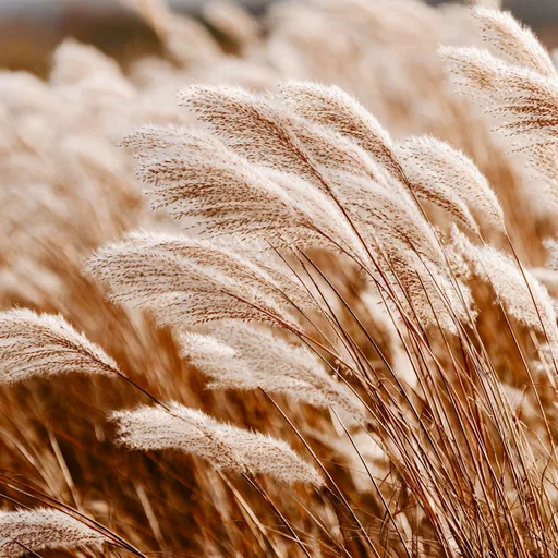 PAMPAS