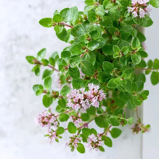 Marjoram