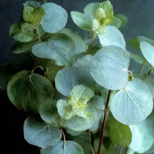 Peppermint and Eucalyptus
