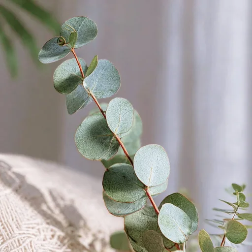 Eucalyptus