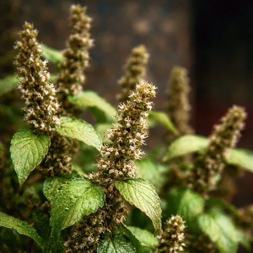Patchouli