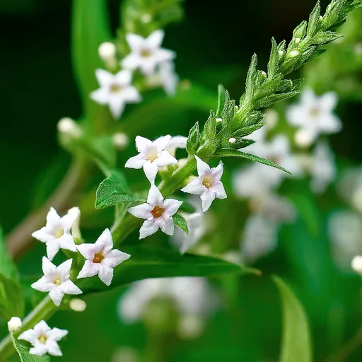 Lemon Verbena