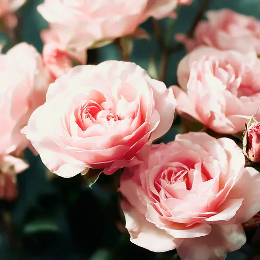 CRYSTAL ROSE