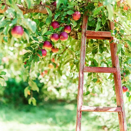 Apple Orchard