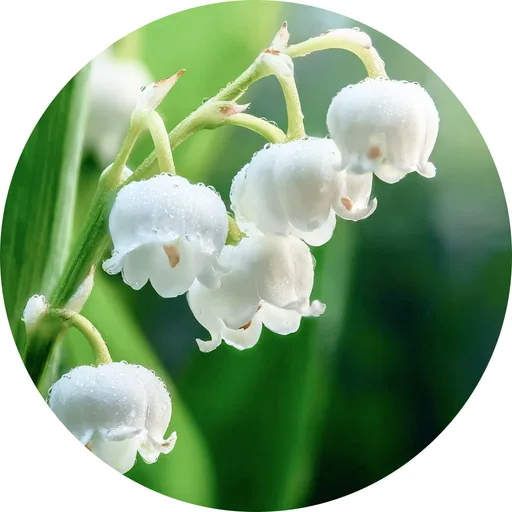 Muguet Element