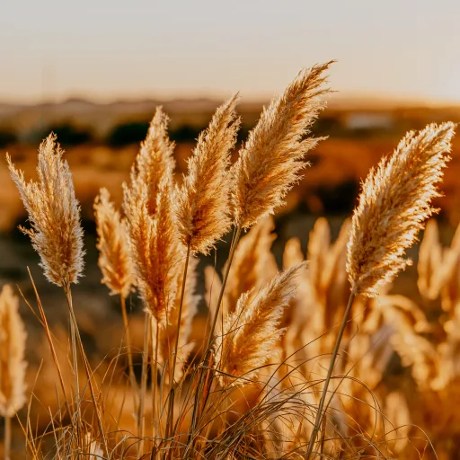 Marfa Desert