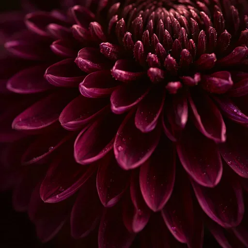 Dahlia Noir