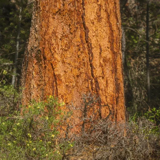 Ponderosa Pine